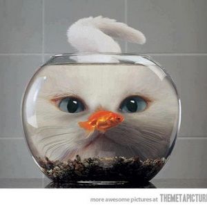 Meet your Posher, Raya